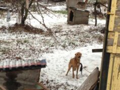 Рятуйте!!! Знущання над тваринами! Рятуйте!!! Знущання над тваринами!