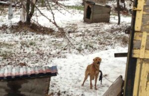 Рятуйте!!! Знущання над тваринами! Рятуйте!!! Знущання над тваринами!