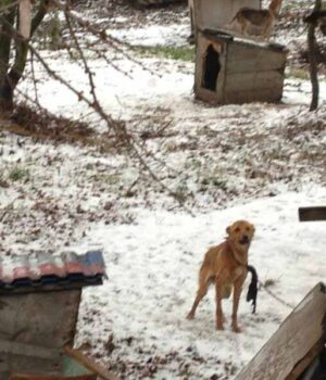 Рятуйте!!! Знущання над тваринами!