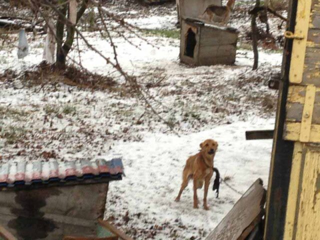 Рятуйте!!! Знущання над тваринами! Рятуйте!!! Знущання над тваринами!