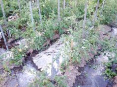 Нововолинський м’ясокомбінат затопив відходами, люди у відчаї (Фото, відео) Нововолинський м'ясокомбінат затопив відходами