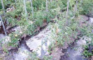 Нововолинський м’ясокомбінат затопив відходами, люди у відчаї (Фото, відео) Нововолинський м'ясокомбінат затопив відходами