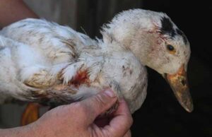 Чупакабра? Невідомий звір знищив 24 качки на подвір’ї у Нововолинську! (ВІДЕО) Чупакабра? Невідомий звір знищив 24 качки на подвір'ї у Нововолинську! (ВІДЕО)