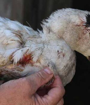 img_7441 Чупакабра? Невідомий звір знищив 24 качки на подвір'ї у Нововолинську! (ВІДЕО)