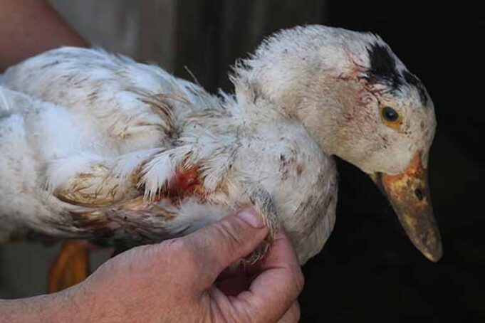 Чупакабра? Невідомий звір знищив 24 качки на подвір’ї у Нововолинську! (ВІДЕО) Чупакабра? Невідомий звір знищив 24 качки на подвір'ї у Нововолинську! (ВІДЕО)