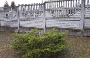 Біля Низкиницького Монастиря зрізали ялинку, яку садив отець Сілуан Біля Низкиницького Монастиря зрізали ялинку