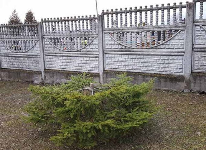 Біля Низкиницького Монастиря зрізали ялинку, яку садив отець Сілуан Біля Низкиницького Монастиря зрізали ялинку