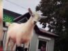 Біля Центрального ринку у Нововолинську кози вилазять на автомобілі (ВІДЕО) Біля Центрального ринку у Нововолинську кози вилазять на автомобілі (ВІДЕО)