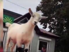 Біля Центрального ринку у Нововолинську кози вилазять на автомобілі (ВІДЕО) Біля Центрального ринку у Нововолинську кози вилазять на автомобілі (ВІДЕО)