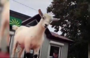 Біля Центрального ринку у Нововолинську кози вилазять на автомобілі (ВІДЕО) Біля Центрального ринку у Нововолинську кози вилазять на автомобілі (ВІДЕО)