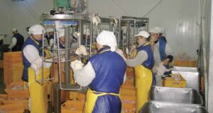 Працівники підприємства волинського нардепа Сергія Мартиняка скаржаться на жахливі умови праці Працівники підприємства волинського нардепа Сергія Мартиняка скаржаться на жахливі умови праці