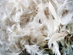 Птахокомплекс «Губин» планує спалювати свої відходи у Нововолинську? Птахокомплекс «Губин» планує спалювати свої відходи у Нововолинську?