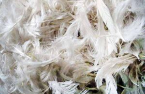 Птахокомплекс «Губин» планує спалювати свої відходи у Нововолинську? Птахокомплекс «Губин» планує спалювати свої відходи у Нововолинську?