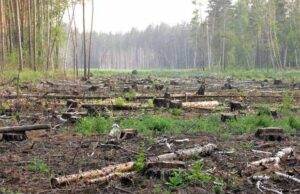 Волинь приєдналась до областей, де найбільше рубають ліси Волинь приєдналась до областей