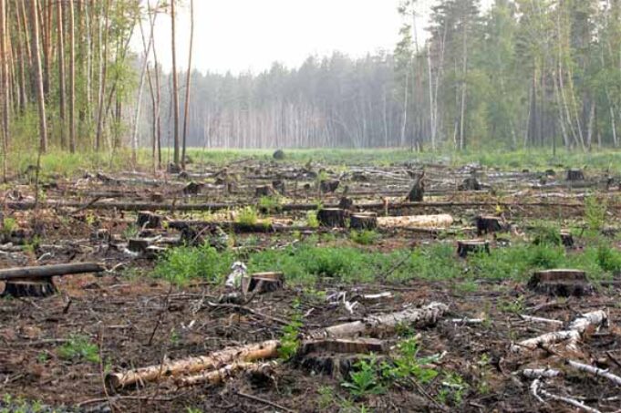 Волинь приєдналась до областей, де найбільше рубають ліси Волинь приєдналась до областей