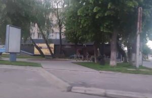 У Нововолинську біля АТБ помітили кількох лосів (ВІДЕО) У Нововолинську біля АТБ помітили кількох лосів (ВІДЕО)