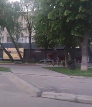 У Нововолинську біля АТБ помітили кількох лосів (ВІДЕО)