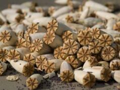 Макову соломку та ацетоновий розчинник правоохоронці вилучили у 30-річного жителя Нововолинська Макову соломку та ацетоновий розчинник правоохоронці вилучили у 30-річного жителя Нововолинська