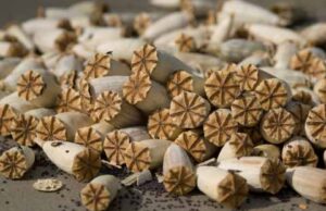 Макову соломку та ацетоновий розчинник правоохоронці вилучили у 30-річного жителя Нововолинська Макову соломку та ацетоновий розчинник правоохоронці вилучили у 30-річного жителя Нововолинська