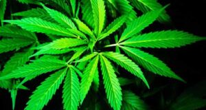 17 грамів наркотиків вилучили правоохоронці у двох мешканців міста 17 грамів наркотиків вилучили правоохоронці у двох мешканців міста