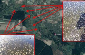 На заплавах річки Західний Буг масово гине риба! На заплавах річки Західний Буг масово гине риба!