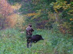 На Волині у вересні розпочнуть відстріл диких кабанів На Волині у вересні розпочнуть відстріл диких кабанів
