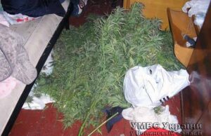 У неповнолітнього вилучили 10 кг марихуани У неповнолітнього вилучили 10 кг марихуани