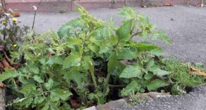 Диво природи Диво природи