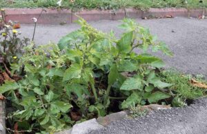 Диво природи Диво природи