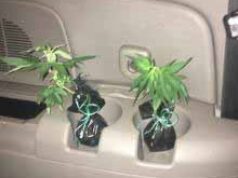 Через «Устилуг» намагались провезти саджанці коноплі Через «Устилуг» намагались провезти саджанці коноплі