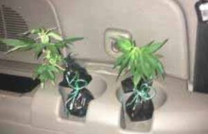 Через «Устилуг» намагались провезти саджанці коноплі Через «Устилуг» намагались провезти саджанці коноплі