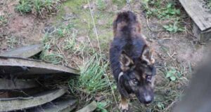 Притулок для тварин у м. Нововолинську (оновлено 13.11.2014) Притулок для тварин у м. Нововолинську (оновлено 13.11.2014)