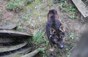 Притулок для тварин у м. Нововолинську (оновлено 13.11.2014) Притулок для тварин у м. Нововолинську (оновлено 13.11.2014)