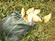 Загибель риби на міському озері. Купатись заборонено. Загибель риби на міському озері. Купатись заборонено.