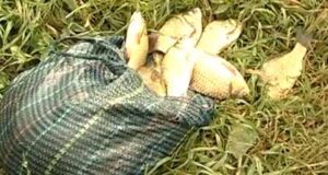 Загибель риби на міському озері. Купатись заборонено. Загибель риби на міському озері. Купатись заборонено.