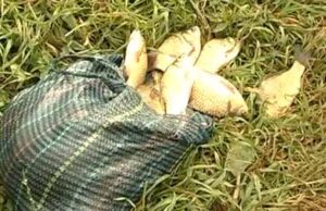 Загибель риби на міському озері. Купатись заборонено. Загибель риби на міському озері. Купатись заборонено.