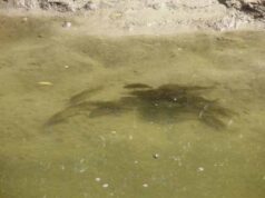 Поблизу річки Західний Буг в селі Заставне рятували рибу Поблизу річки Західний Буг в селі Заставне рятували рибу