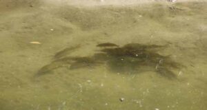 Поблизу річки Західний Буг в селі Заставне рятували рибу Поблизу річки Західний Буг в селі Заставне рятували рибу