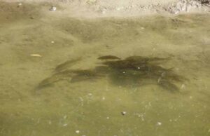 Поблизу річки Західний Буг в селі Заставне рятували рибу Поблизу річки Західний Буг в селі Заставне рятували рибу