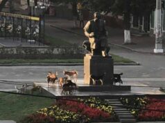 Зграя собак у місті починає збільшуватись Зграя собак у місті починає збільшуватись