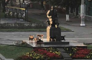 Зграя собак у місті починає збільшуватись Зграя собак у місті починає збільшуватись