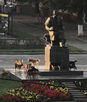 Зграя собак у місті починає збільшуватись