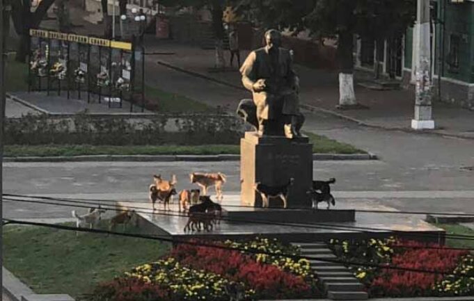 Зграя собак у місті починає збільшуватись Зграя собак у місті починає збільшуватись