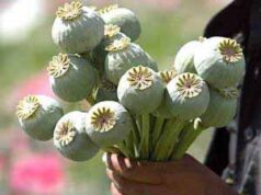 У нововолинця вилучили макову соломку! У нововолинця вилучили макову соломку!