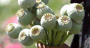 У нововолинця вилучили макову соломку! У нововолинця вилучили макову соломку!