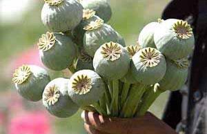 У нововолинця вилучили макову соломку! У нововолинця вилучили макову соломку!