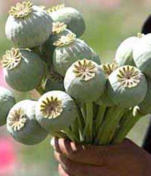 У нововолинця вилучили макову соломку!