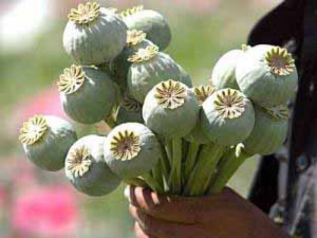 У нововолинця вилучили макову соломку! У нововолинця вилучили макову соломку!