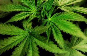 У Нововолинську затримали чоловіка, який гуляв містом із наркотиками у кишенях! У Нововолинську затримали чоловіка