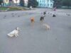 Нововолинська влада заплатила понад 300 000 за відлов безпритульних тварин? Нововолинська влада заплатила понад 300 000 за відлов безпритульних тварин?